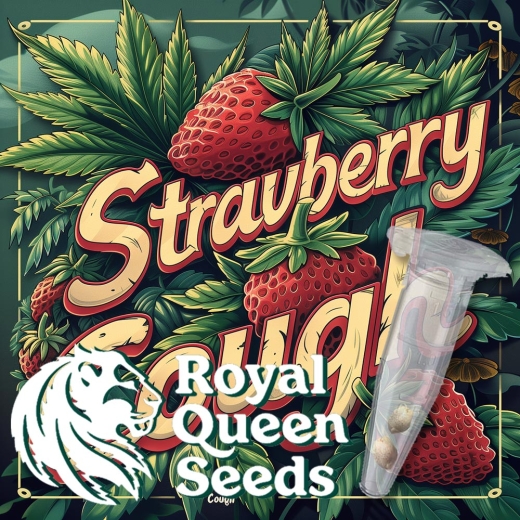 Strawberry Cough Photo (Photoperiodic Sativa)